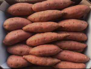 sweet potato بطاطا